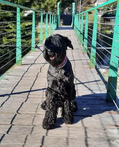 - Kekec * موجسترانا